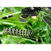 American Black Swallowtail polyxenes asterias 15 eggs or 10 Larvae according to availability.
